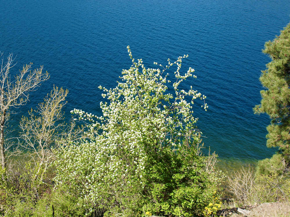 Saskatoon, Amelanchier alnifolia