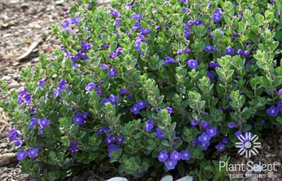 Smoky Hills Skullcap