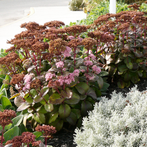 Sedum Matrona available at the OXA Fall Plant Sale