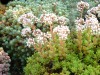 White Stonecrop