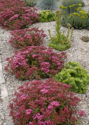 Fuldeglut Stonecrop