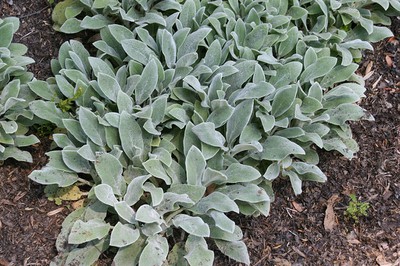 Silver Carpet Lamb's Ear