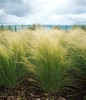 Mexican Feather Grass