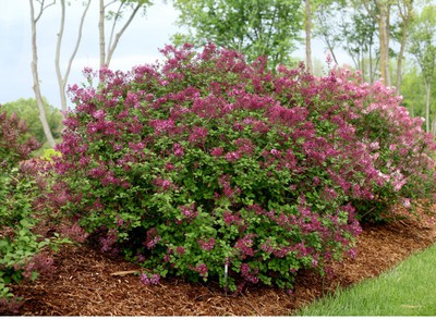 Bloomerang® Reblooming Lilac