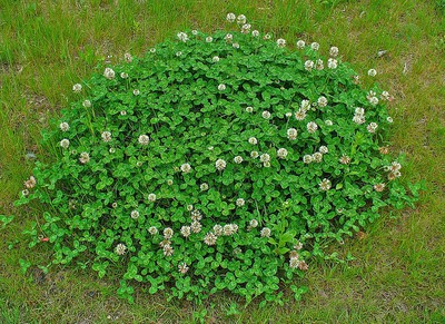 White clover