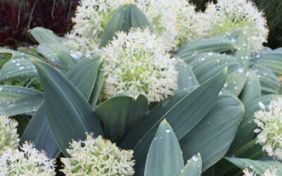 Allium for the Xeriscape Garden