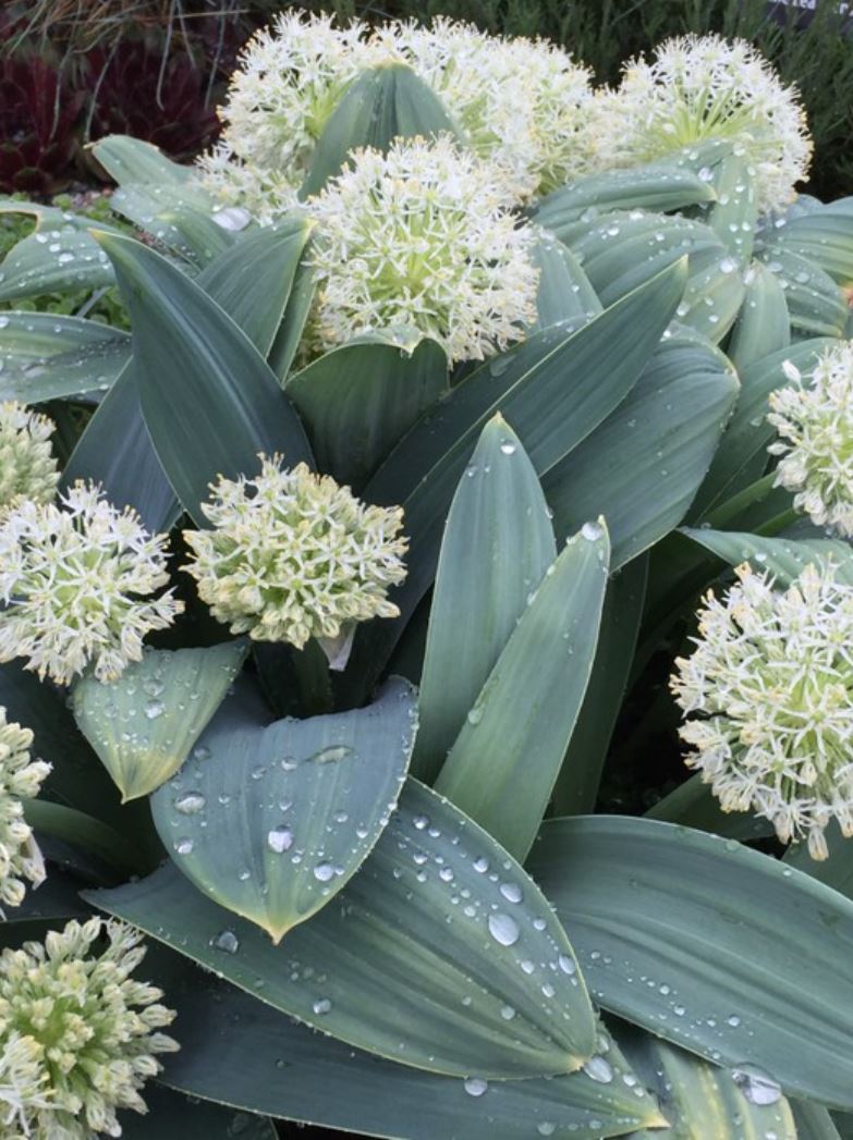 Turkestan onion (Allium karatievense) Spring bulb