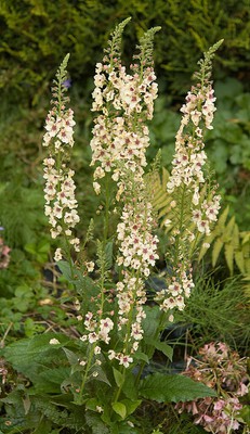 Dwarf Hybrid Mullein