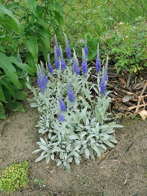 Bird's Eye Speedwell