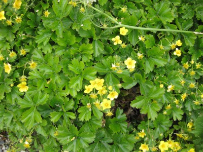 Barren Strawberry