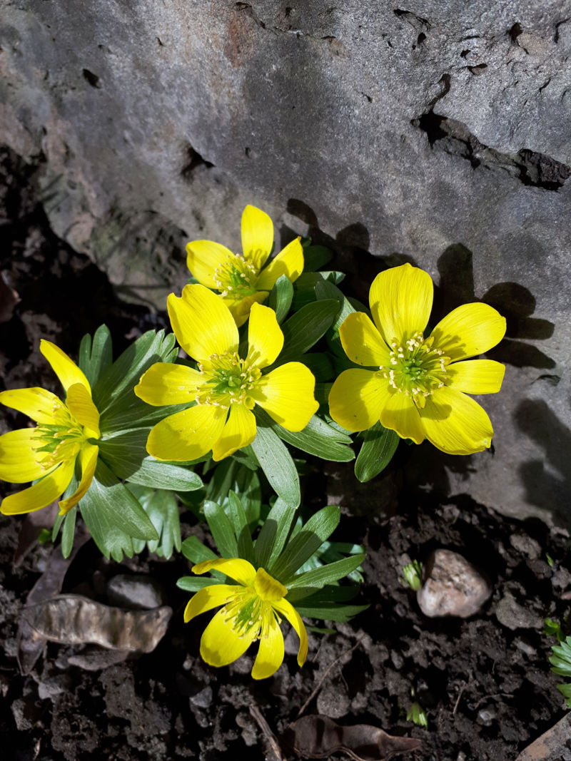 Winter Aconite (Eranthis Hyemalis)