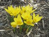 Crocus (Dutch - Spring blooming)