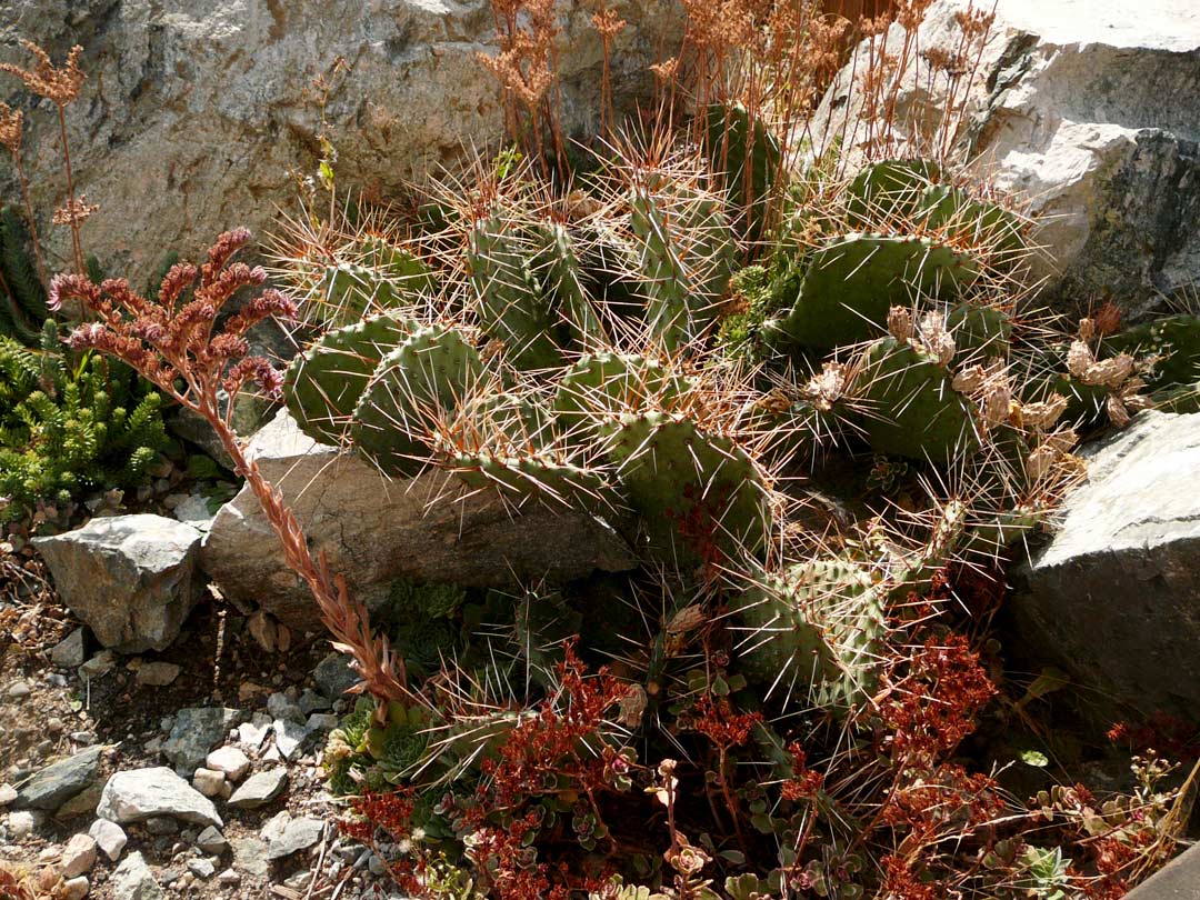 Younberg Garden xeriscape cactus