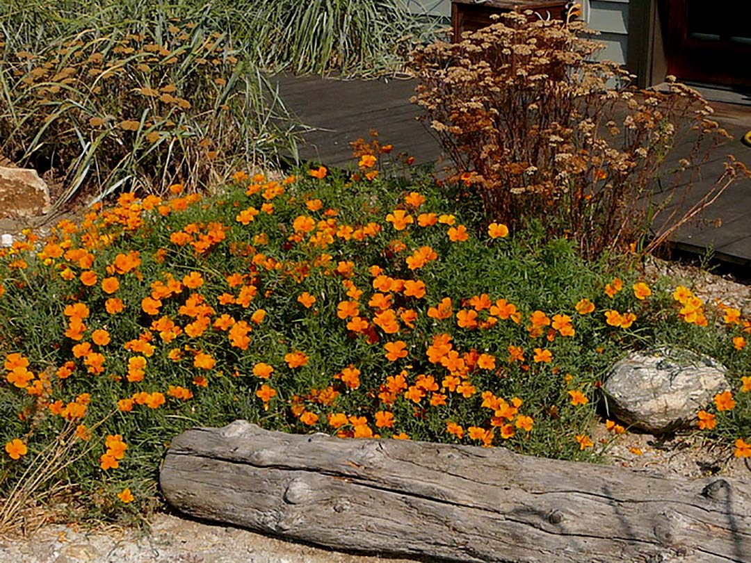 Youngberg xeriscape poppies and yarrow